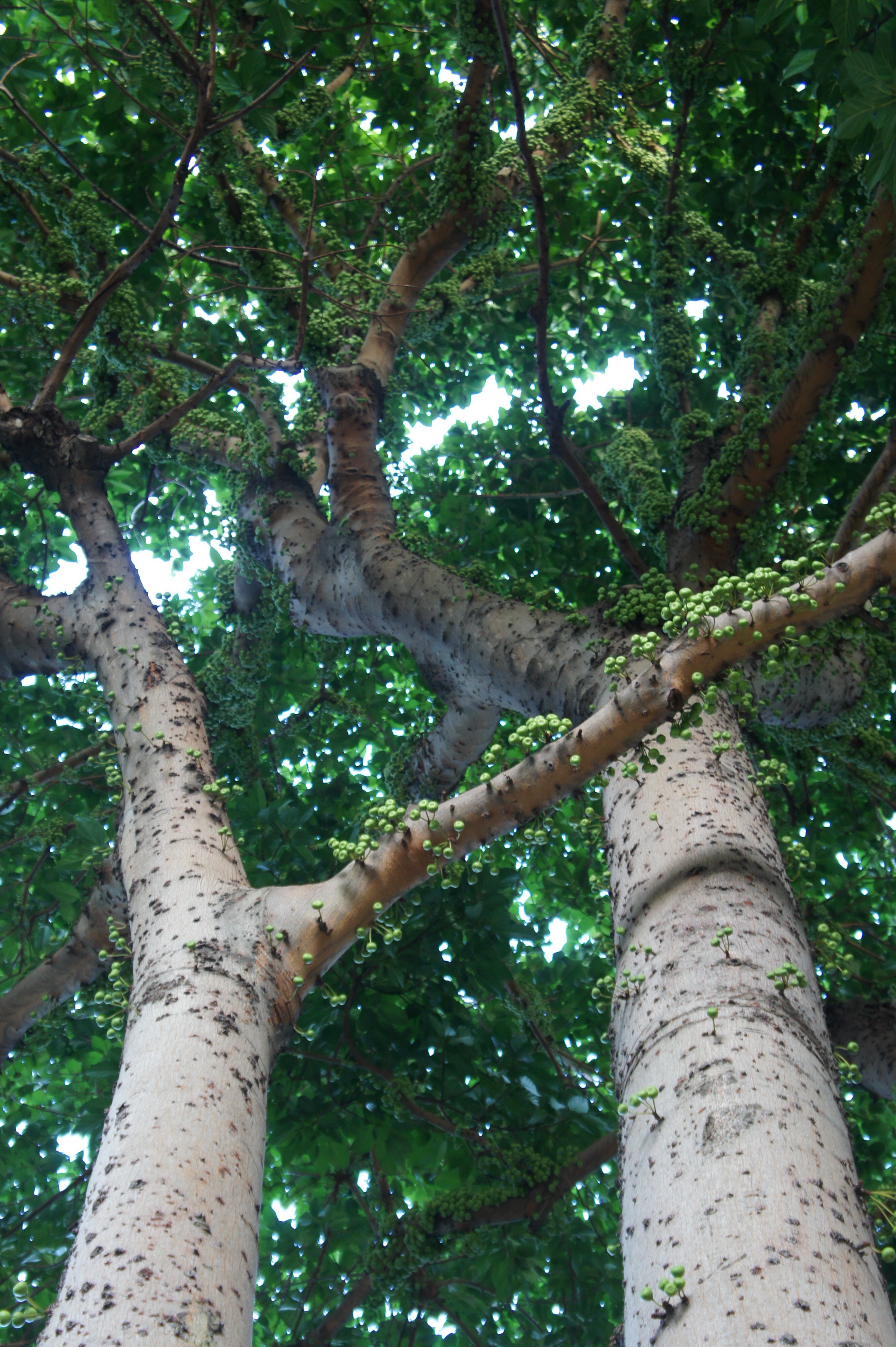 Ficus variegata Images   Useful Tropical Plants