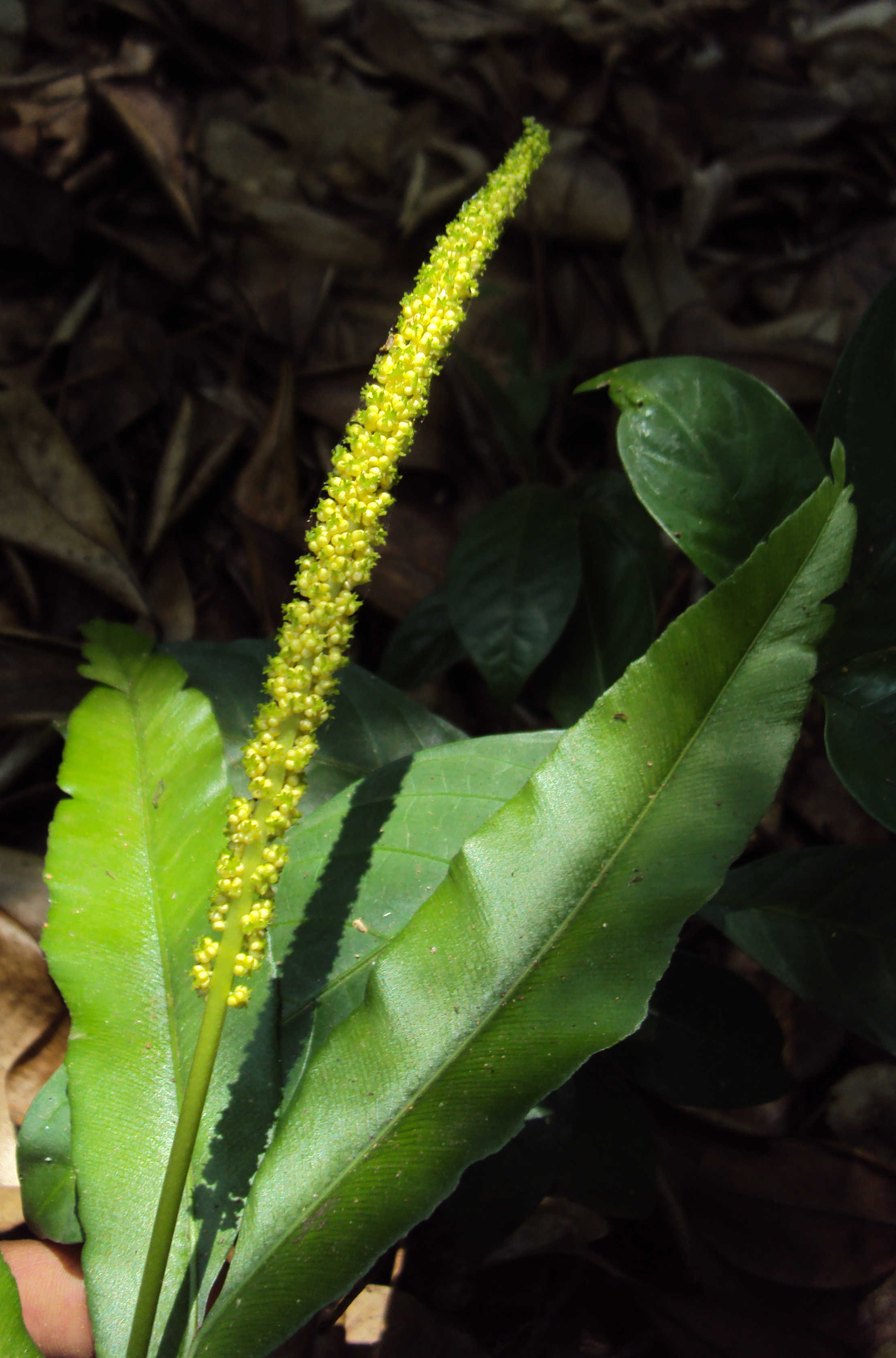 helminthostachys mexicana