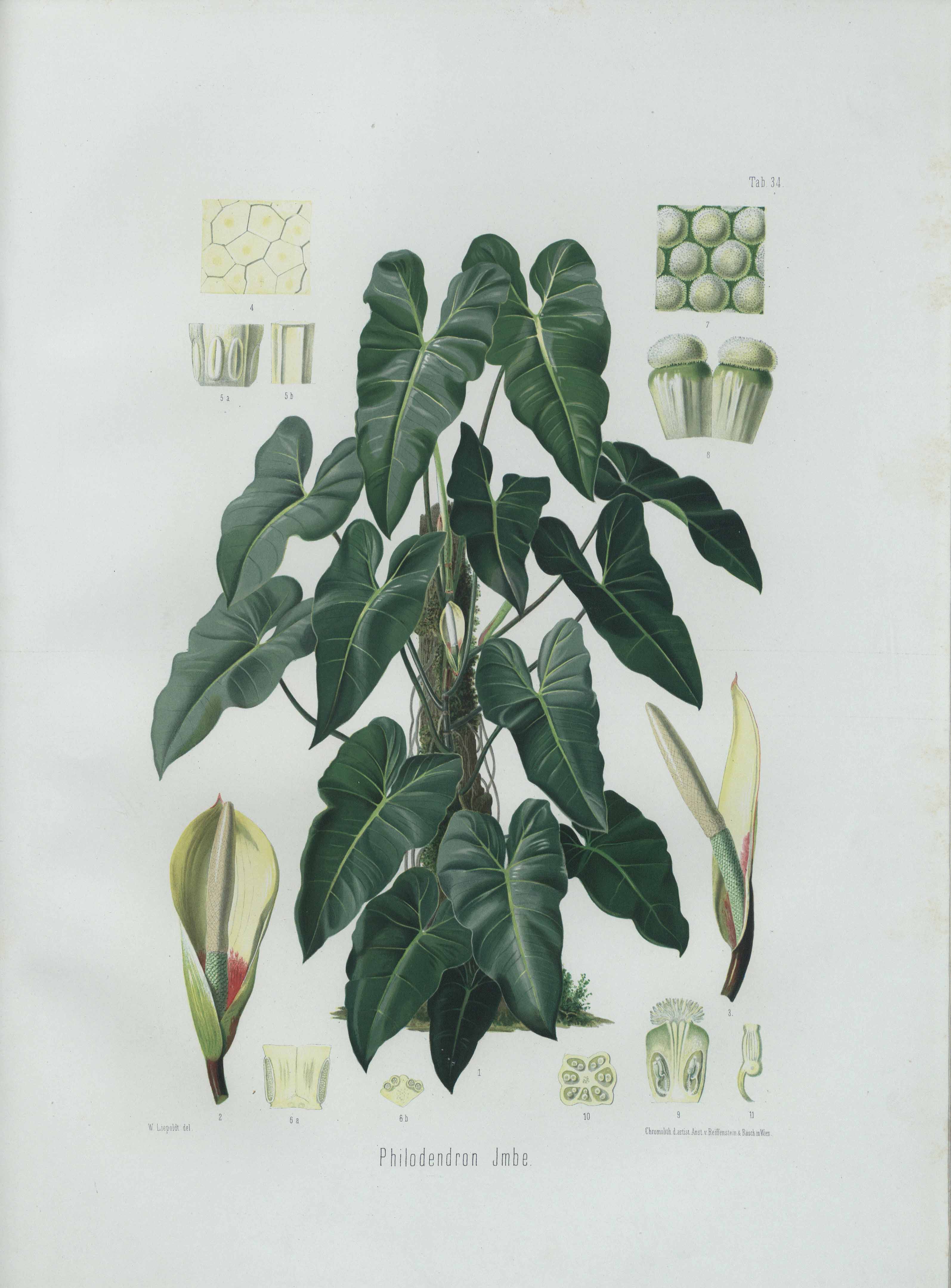 Philodendron Imbe Useful Tropical Plants