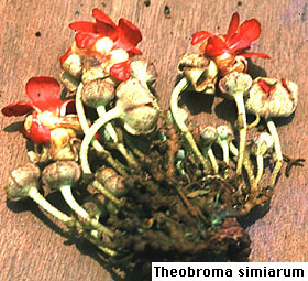 Theobroma simiarum