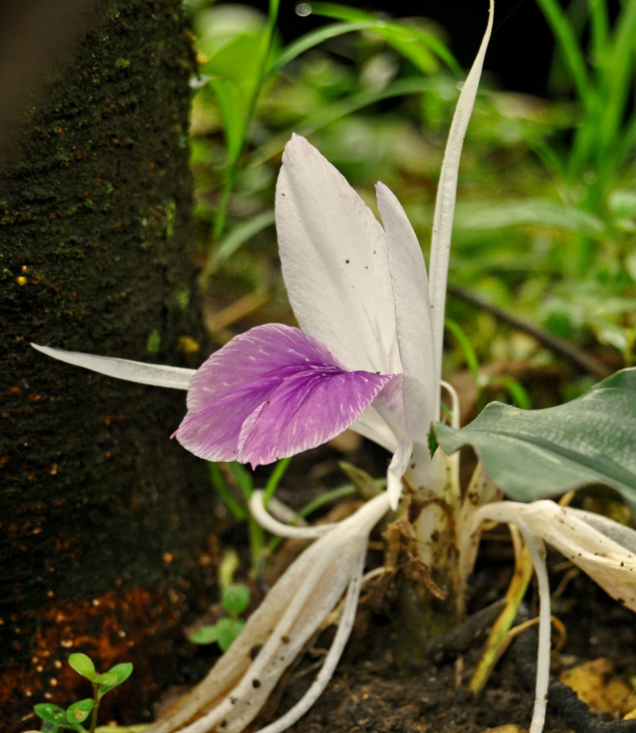 la fata carabina