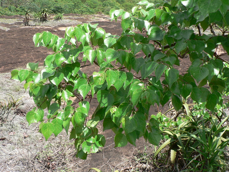 Commiphora mossambicensis