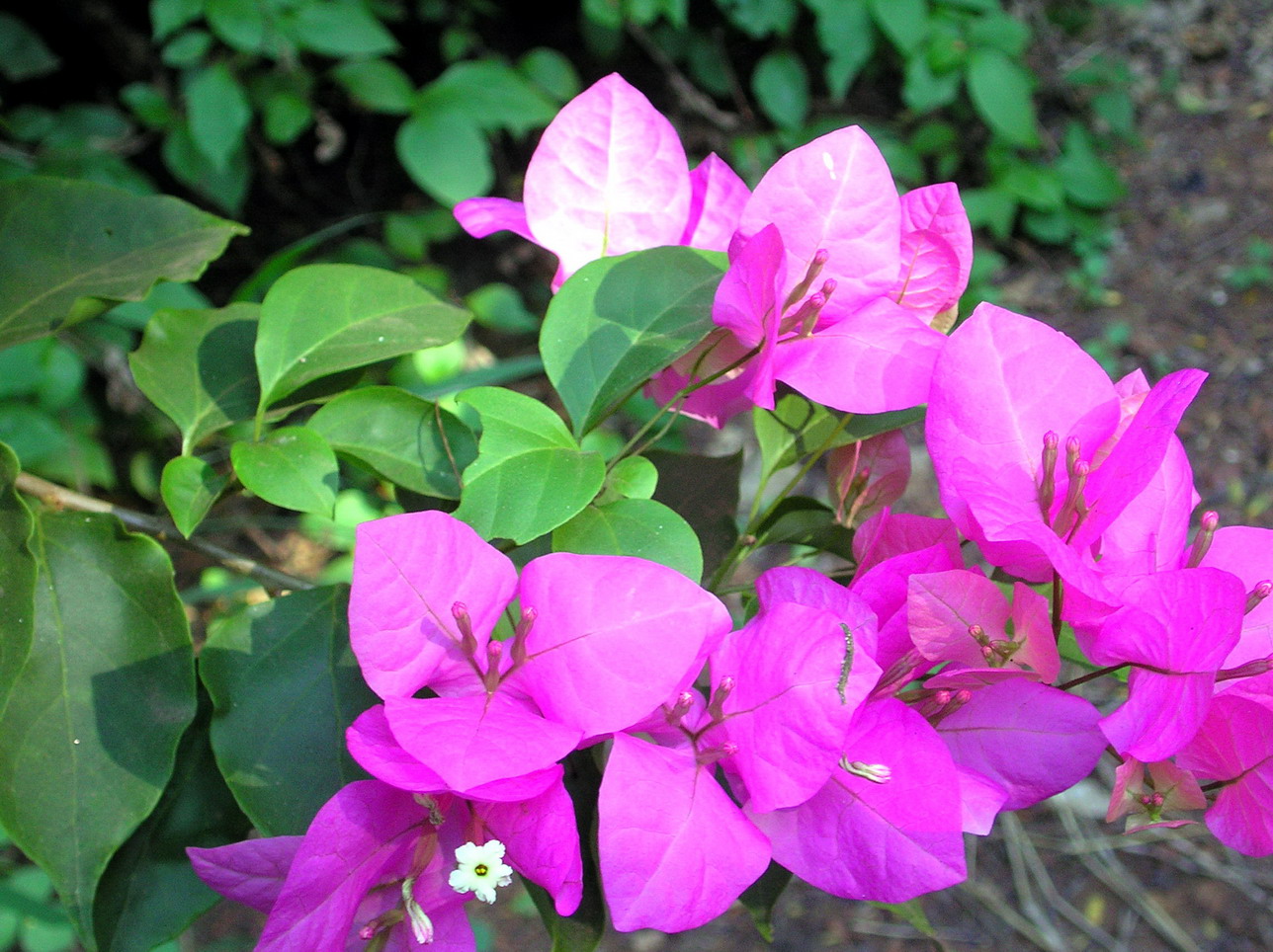 Kinh nghiệm trồng hoa giấy – Bougainvillea
