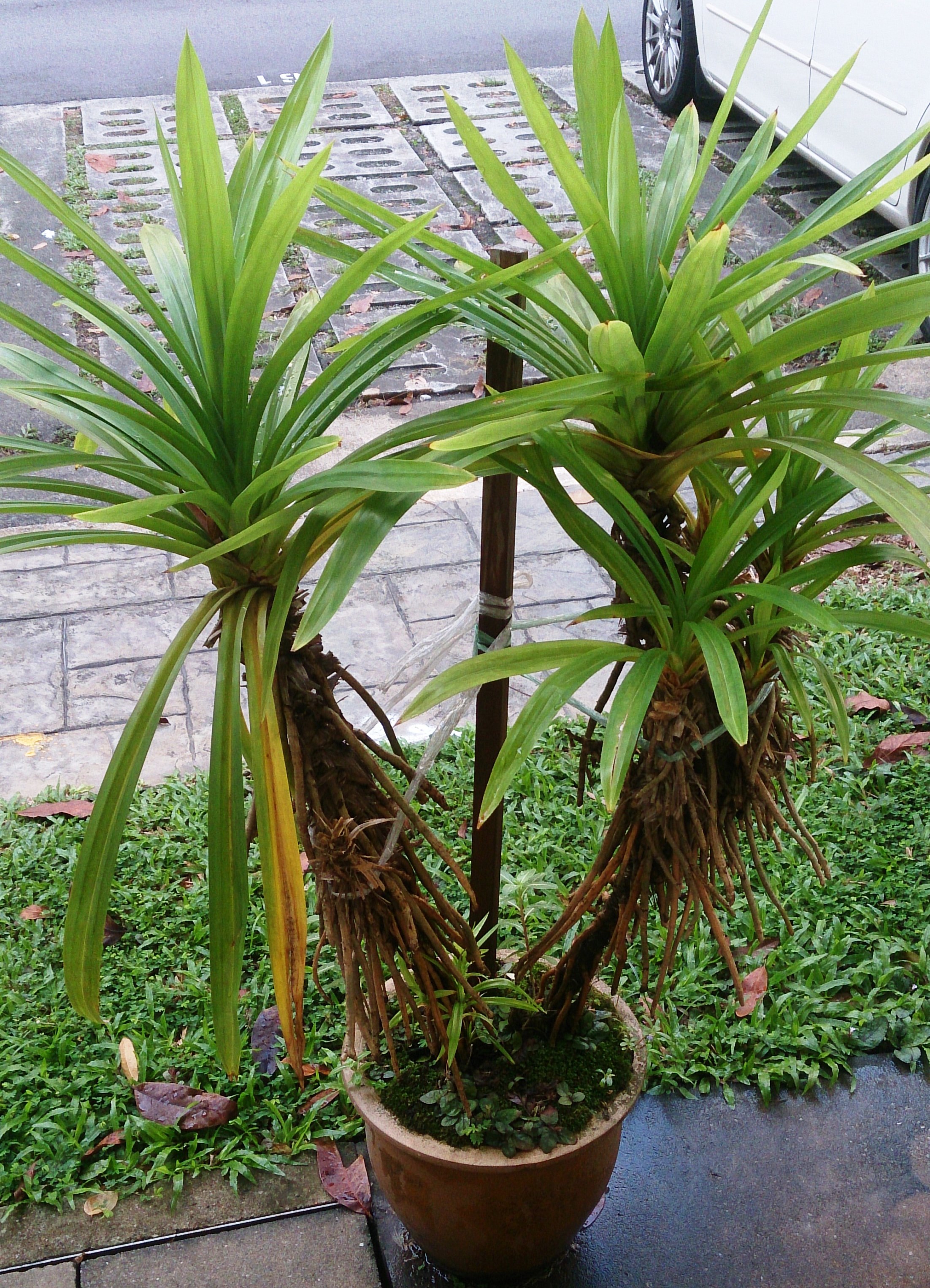 New!!1 tree cutting big Pandanus amaryllifolius come Pandanus Palm ต้นเตย 