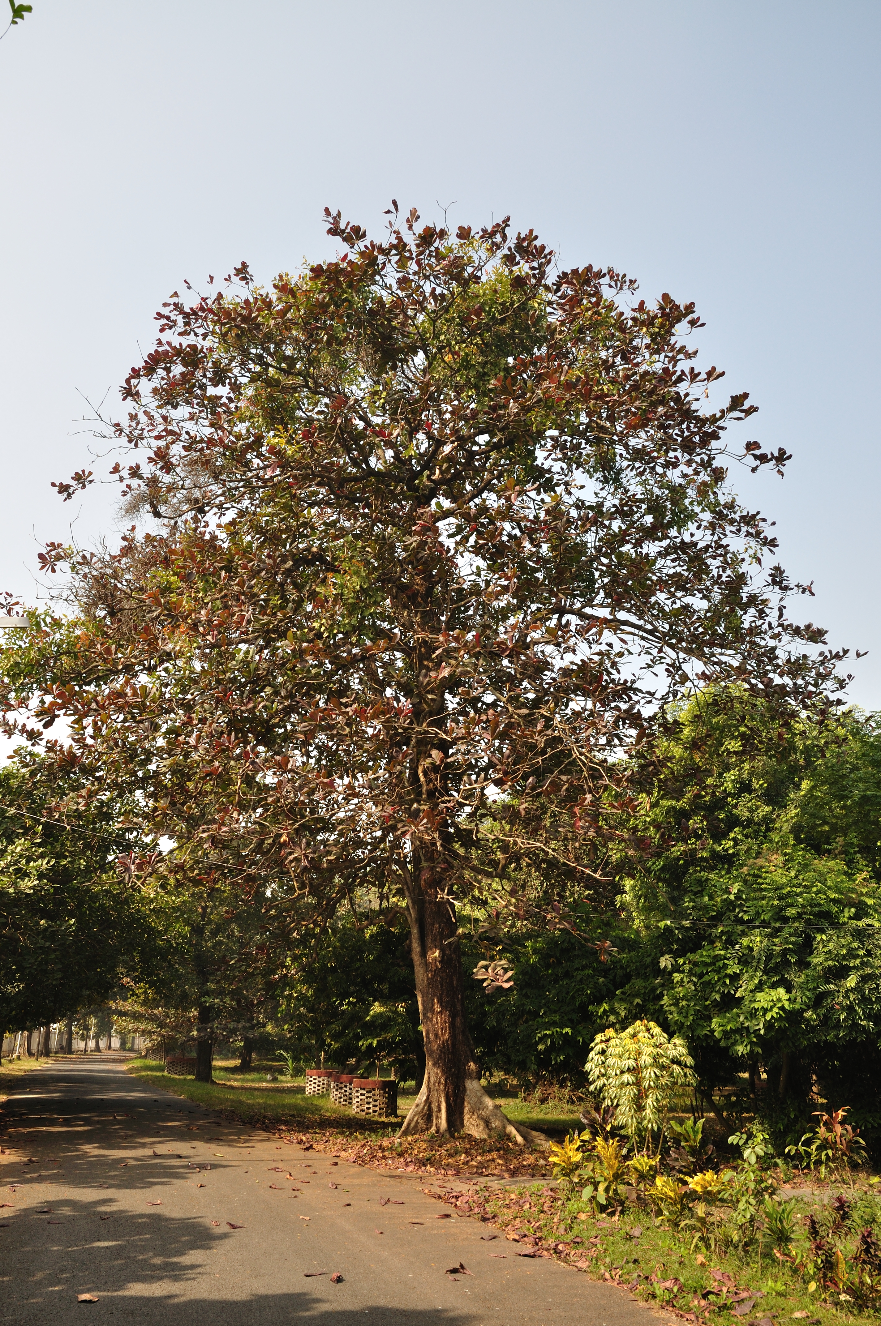 ceylon TERMINALIA CATAPPA VIABLE SEEDS  Almond Tree Garden Shade Tree 5~50Seeds 