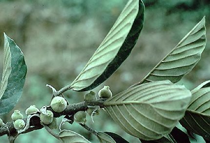 Ficus trigona