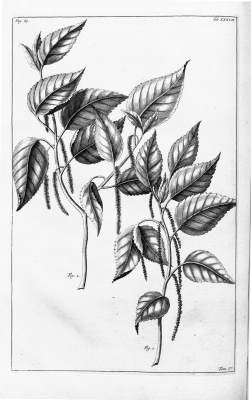 Acalypha amentacea