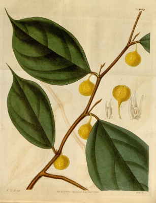 Ficus subulata