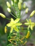 Bulbine asphodeloides