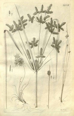 Cyperus alopecuroides