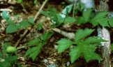 Dorstenia drakena