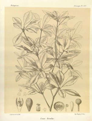 Croton noronhae