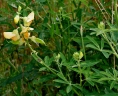 Crotalaria quinquefolia
