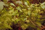 Mikania micrantha