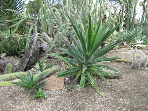 Agave decipiens