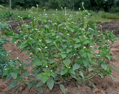 Heliotropium indicum