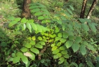 Pajanelia longifolia
