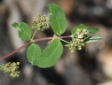 Euphorbia hypericifolia