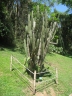 Cereus fernambucensis