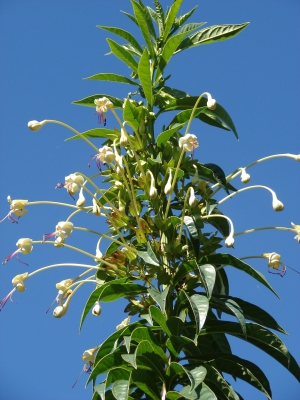 Clerodendrum indicum