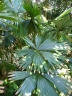 Chelyocarpus ulei