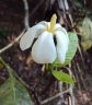 Gardenia gummifera