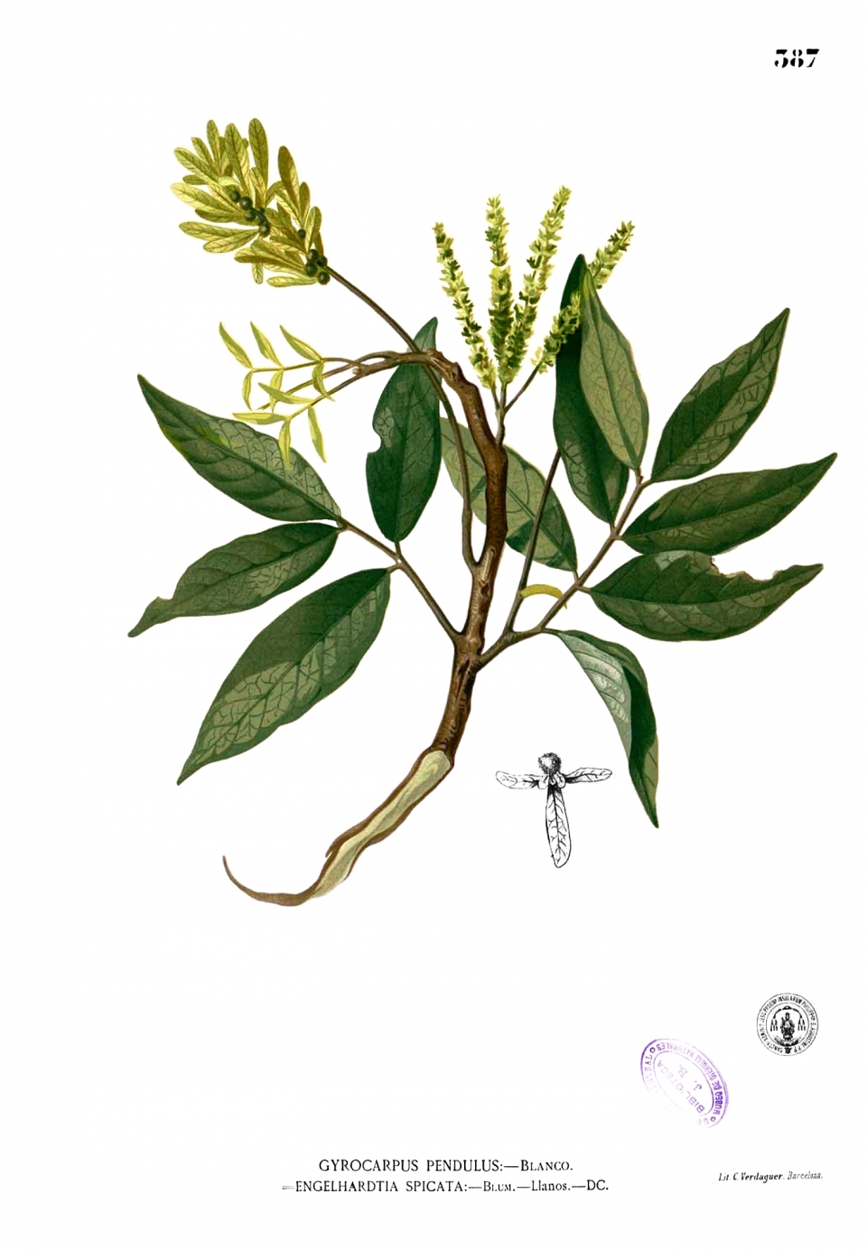 Engelhardia spicata