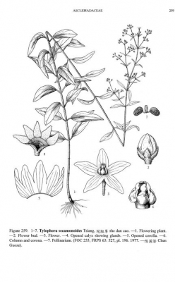 Tylophora secamonoides