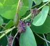 Capparis spinosa cordifolia