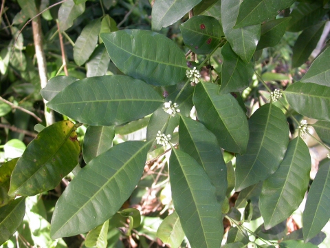 Polysphaeria parvifolia