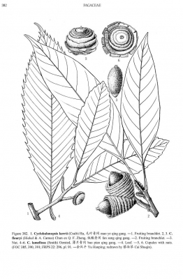 Quercus kerrii