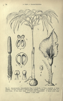Amorphophallus abyssinicus