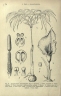 Amorphophallus abyssinicus