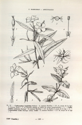 Catharanthus coriaceus