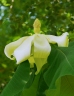 Magnolia macrophylla dealbata