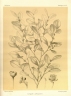 Suregada adenophora