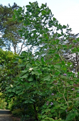 Magnolia macrophylla dealbata