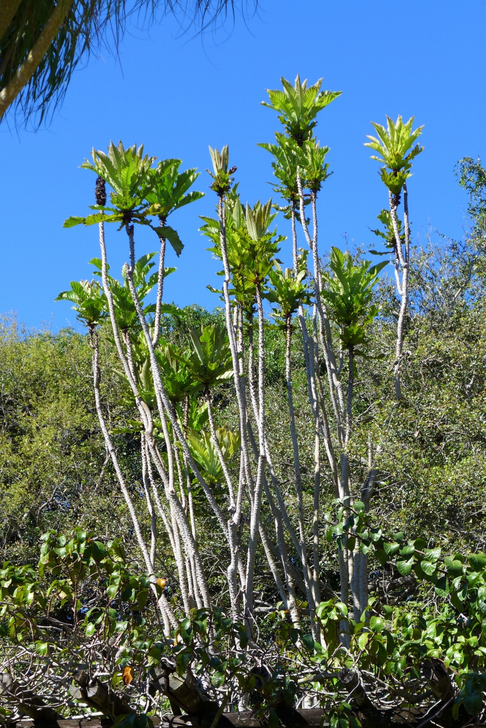 Ficus pseudopalma