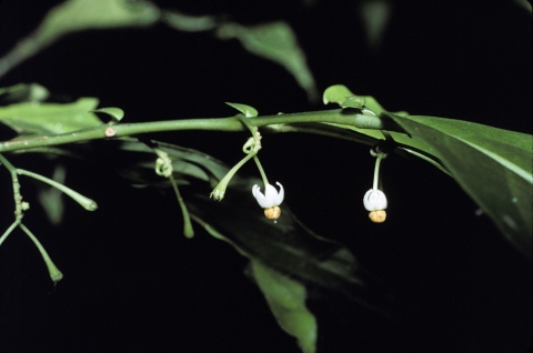 Solanum leptopodum