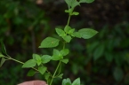 Platostoma africanum