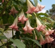 Brugmansia × insignis