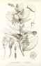 Griffonia physocarpa