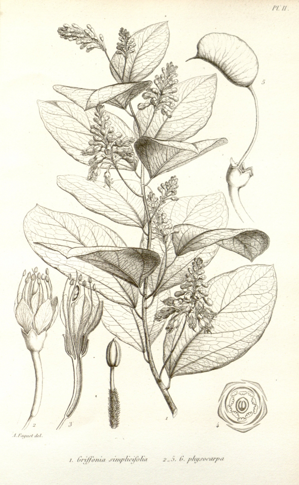 Griffonia physocarpa
