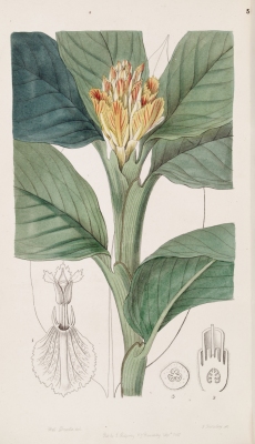 Alpinia vitellina