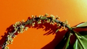 Myrsine guianensis