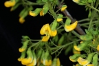 Diphysa floribunda