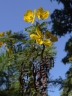 Senna polyphylla