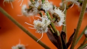 Calyptranthes clusiifolia
