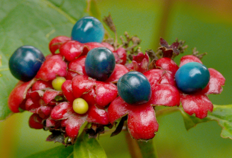 Clerodendrum bungei