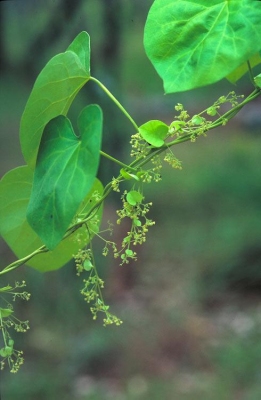 Cissampelos pareira